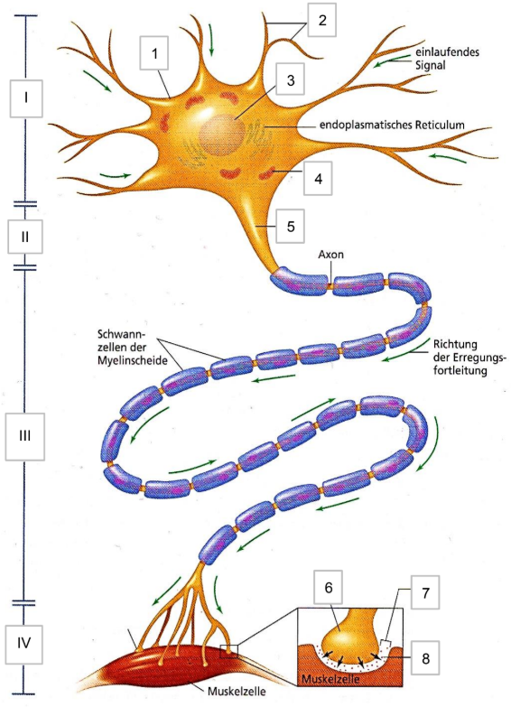 Schematische Nervenzelle mit Zellkörper, Axon, myelinisierter Leitung und Synapse zur Muskelzelle